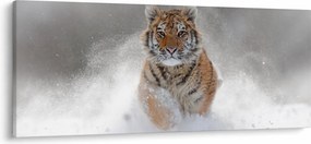 Obraz bežiaceho tigra v snehu (120x50 cm)