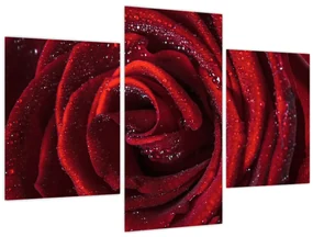Obraz - Červená ruža s kvapkami rosy (90x60 cm)