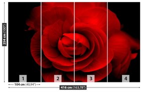 Fototapeta Vliesová Červená ruža 250x104 cm