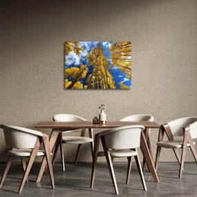 Obraz - Aspen (70x50 cm)