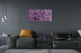 Sklenený obraz fialové kvety 125x50 cm