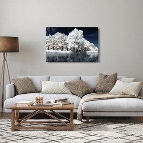 Obraz - Snehobiele stromy (90x60 cm)