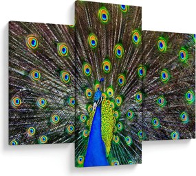 Obraz - Páv (90x60 cm)