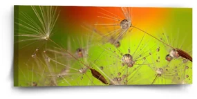Sablio Obraz Odkvitnuté púpavy - 110x50 cm
