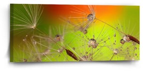 Sablio Obraz Odkvitnuté púpavy - 110x50 cm