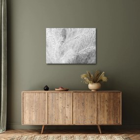 Obraz - Pampas grass N⁰1 (70x50 cm)