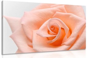 Obraz ruža v broskyňovom odtieni - 90x60