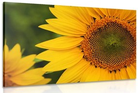 Obraz žltá slnečnica - 90x60