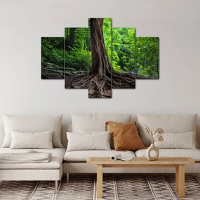 Obraz - Starý strom s koreňmi (150x105 cm)