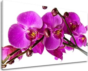 Obraz na stenu KVETY KV053E11 - 40x60 cm