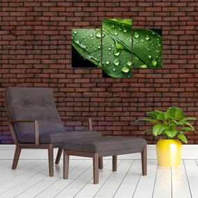 Obraz - List po daždi (90x60 cm)