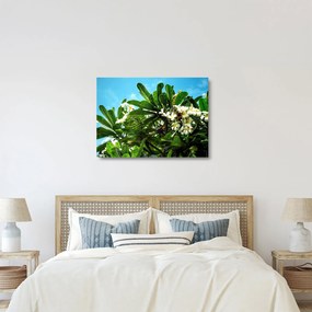 Sklenený obraz - Plumeria (70x50 cm)