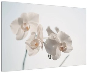 Obraz bielej orchidey (90x60 cm)