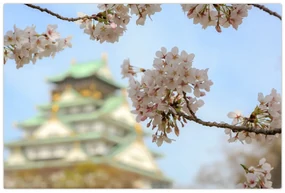 Obraz - Sakura (90x60 cm)