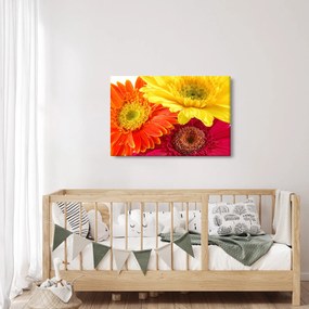 Obraz - Kvety Gerbery (90x60 cm)