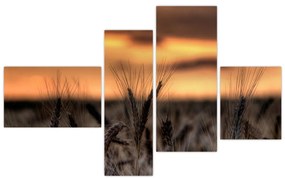 Detail pšenica, obraz