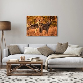 Obraz zebier (90x60 cm)