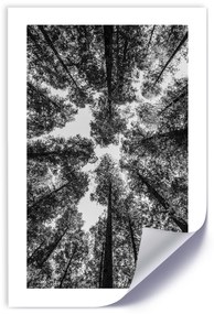 Gario Plagát Koruny stromov Farba rámu: Bez rámu, Veľkosť: 20 x 30 cm