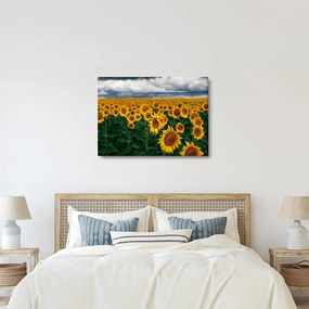 Obraz slnečnicového poľa (70x50 cm)