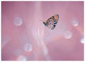 Obraz - Motýlik (70x50 cm)