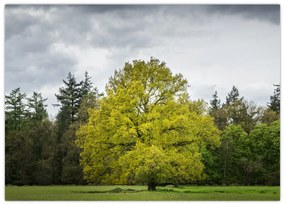 Obraz zeleného stromu uprostred poľa (70x50 cm)