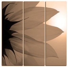 Obraz na plátne - Slnečnica kvet - štvorec 3201FB (75x75 cm)