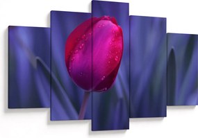 Obraz pupete tulipánu (150x105 cm)