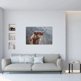 Obraz - Highlander krava (90x60 cm)