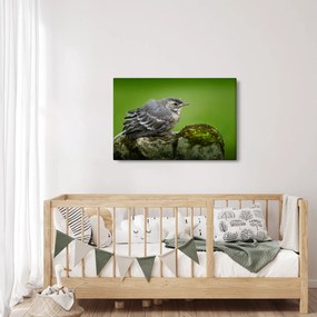 Obraz - Muchárik (90x60 cm)