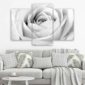 Gario Obraz na plátne Biela ruža - 3 dielny Rozmery: 60 x 40 cm