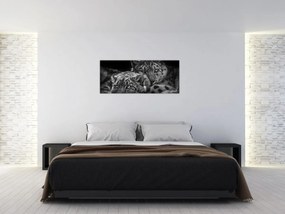 Obraz - Odpočívajúci gepardy (120x50 cm)
