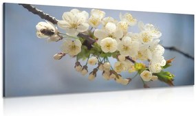 Obraz kvitnúci konárik čerešne - 100x50