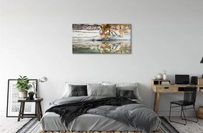 Sklenený obraz tiger pitie 120x60 cm
