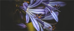 Obraz - Lila (120x50 cm)