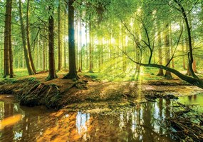 Fototapeta - Slnečný les (254x184 cm)