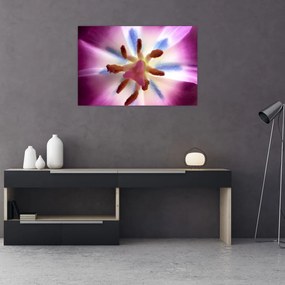 Obraz - Kvet tulipánu v detailu (90x60 cm)