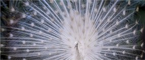 Obraz - Biely páv (120x50 cm)