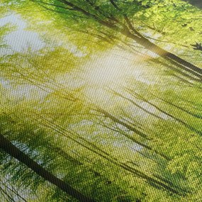 Obraz - Svitanie v lese (90x60 cm)