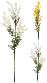 Acaciafarnesiana 85cm 2ass