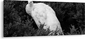 Obraz - Páv, čiernobiela (120x50 cm)