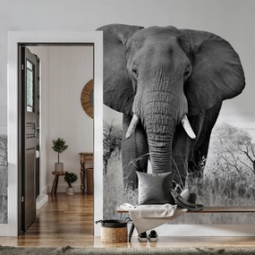 Fototapeta - Slon africký (147x102 cm)
