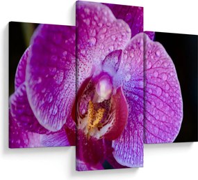 Detailný obraz kvetu orchidey (90x60 cm)