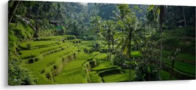 Obraz ryžových terás Tegalalang, Bali (120x50 cm)