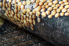 Protišmykový koberec / behúň ANDRE 33150 hnedý / béžový