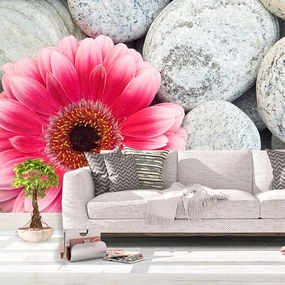 Sablio Tapeta Gerbera na kameňoch - 336x220 cm