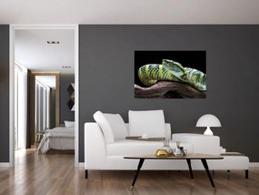 Obraz - Štrkáč Waglerov (90x60 cm)