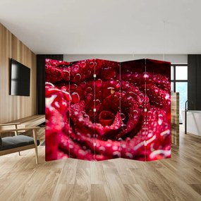 Paraván - Kvet červenej ruže (210x170 cm)
