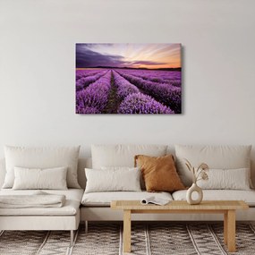 Obraz - Levanduľové pole pri západe slnka (90x60 cm)