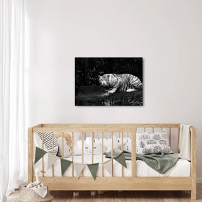 Obraz - Tiger albín, čiernobiely (70x50 cm)