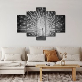 Obraz - Biely páv (150x105 cm)
